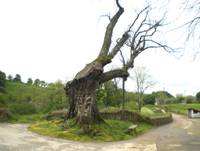 20090526140912-encina-anaz.jpg